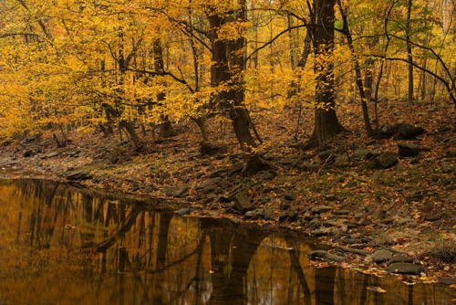 Lockatong Creek Preserve, Hunterdon Land Trust, Hunterdon County, NJ 10 10 (4579 SA).jpg